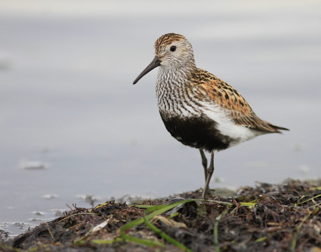 Vadarkväll 3 på Kråkenabben @ Kråkenabben