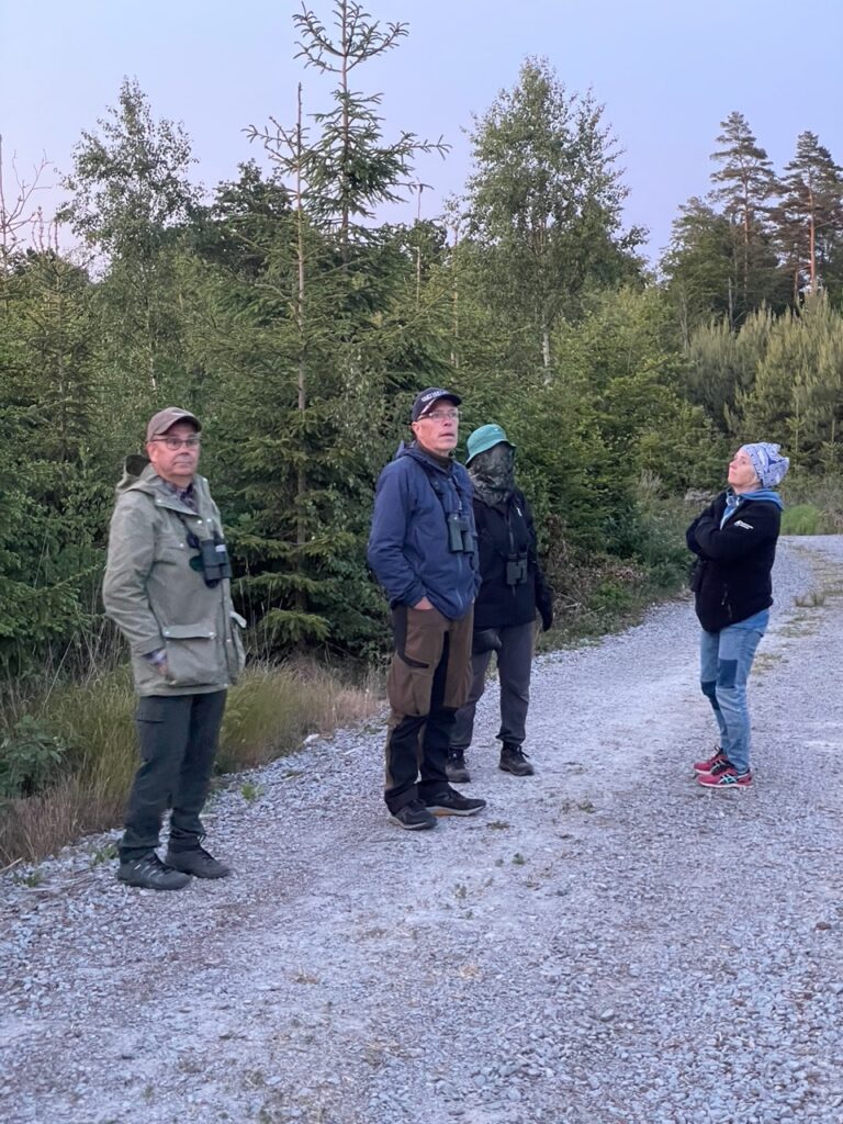 Nattskärra och andra kvällsaktiva arter @ Karlshamns kommun