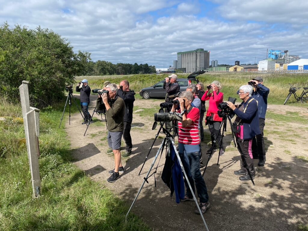 Vadarmorgon vid Äspet @ Äspet Åhus