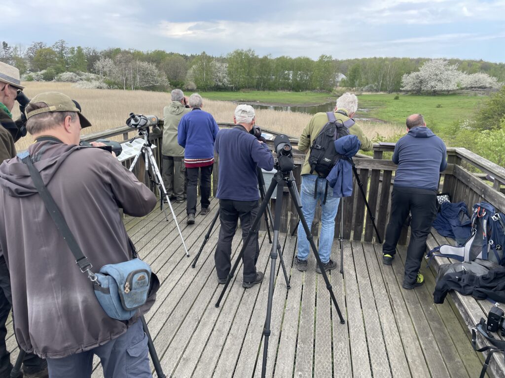 Fågelskådningens dag @ Munkahusviken